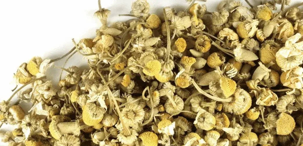 Loose dried chamomile flower buds with yellow centers, pale petals and green stems, spread on a white background